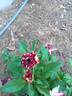 Abracadabra rose photo