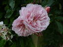 The Generous Gardener rose photo