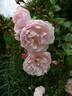 The Generous Gardener rose photo