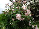 The Generous Gardener rose photo