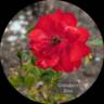 Grandpa's Rose rose photo