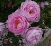Scepter'd Isle rose photo
