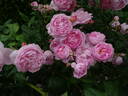 Scepter'd Isle rose photo