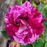Burlesque rose photo