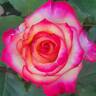 Dream Come True ™ rose photo