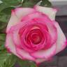 Lynn Anderson rose photo