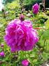 Général Drouot rose photo