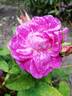 Ma Ponctuée rose photo