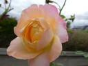 Isabelle Autissier ® rose photo
