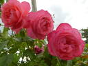 Rosanna ® rose photo