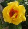 Peter’s Persica rose photo