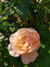 Isabelle Autissier ® rose photo