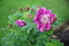 Souvenir de Trélazé rose photo
