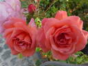 Kiss Me rose photo