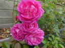 Empereur Charles IV rose photo