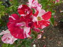 Simsalabim rose photo