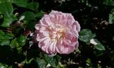 Elizabeth rose photo