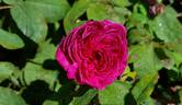 Indigo rose photo