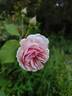 Madame Creux rose photo