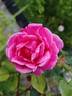 Madame Marie Croibier rose photo