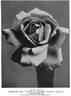 Mrs. W. J. Grant rose photo