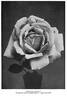 Caroline Testout rose photo