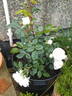 White Patio Wonder rose photo