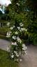 Wedding Day rose photo