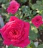 Sunblaze Dragon Fruit rose photo