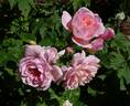 Elizabeth rose photo
