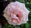 Pink O'Hara ™ rose photo