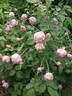 Royal Jubilee rose photo