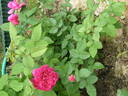 The Dark Lady rose photo