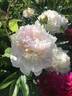 Florence Nicholls peony photo