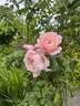 The Generous Gardener rose photo