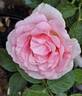 Dr. Jane Goodall rose photo