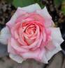 Camphill Glory rose photo