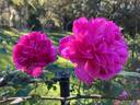 Souvenir de Wootton, Cl. rose photo