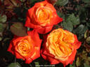 Henryane de Chaponay rose photo