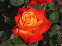 Henryane de Chaponay rose photo