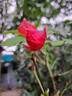 Sir Lancelot rose photo