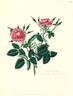 Double Red Sweet-Briar rose photo