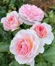 James Galway rose photo