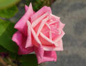 Madame Lambard rose photo