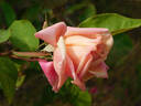 Madame Lambard rose photo