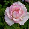 Angelic Veil rose photo
