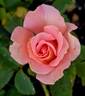 Morange rose photo