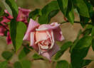 Madame Lambard rose photo