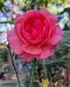 Sir Lancelot rose photo