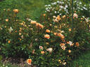 Bienenweide rose photo